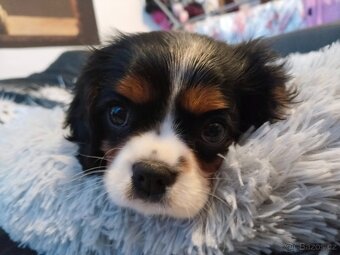 kavalír king charles španěl - 3