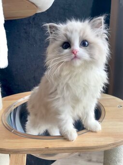 Koťátko ragdoll s PP - kočička blue bicolor 💕🐱 - 3