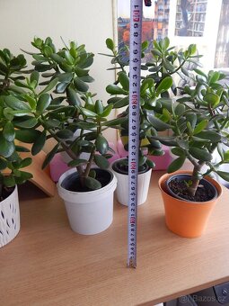 Tlustice pokojová rostlina (Crassula ovata) - 3
