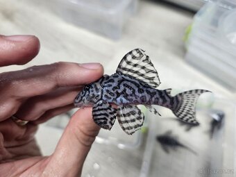 L 236 Super White - dospelá skupinka - 3