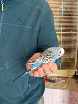 Andulky krotké a ochočené - 3