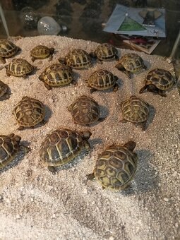 Želva zelenavá  Testudo hermanni - 3