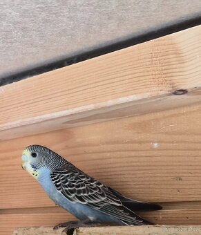 Andulka vlnkovana - 3