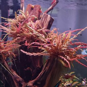 Akvarijni rostliny - Hygrophila Pinnatifida - 3