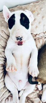 Bullterrier, Bullterier, Bulterier - 3