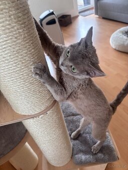 Devon Rex - 3
