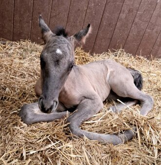 LUXUSNÍ QUARTER HORSE GRULLO HOMOZYGOT NA ČERNOU - 3