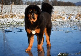 Tibetská doga - štěňátka s PP - rezervace 2025/2026 - 3