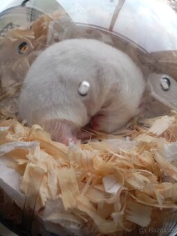 Křeček syrský - 3