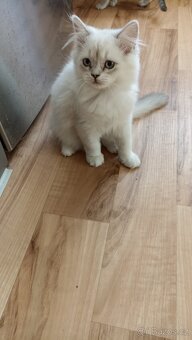 Britská koťátka  s PP - 3