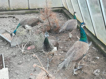 Letošní pávy modré, - 3