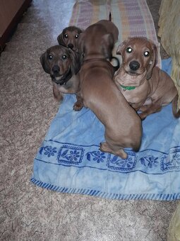 Jezevčík hladkosrstý standart - 3