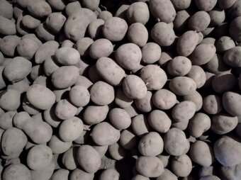 Brambory konzumní, krmné - 3