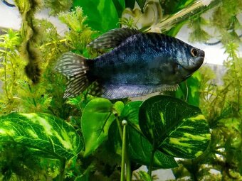 Čichavec Trichopodus Trichopterus var.COSBY - 3