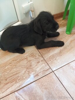 Labradorský retrívr - 3