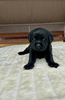 Labradorský Retriever s PP - 3
