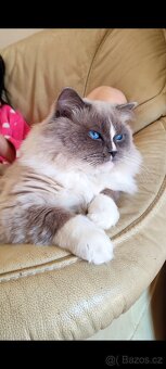 Ragdoll bez PP - 3