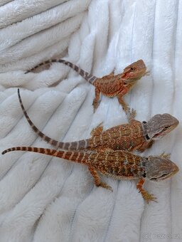Agama vousata - 3
