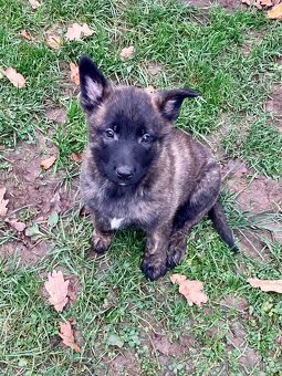 Prodám štěňátka - 3