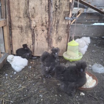 Prodam Kuřata Hedvabničky USA - 3