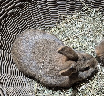 Kralik samec , kříženec českého červeného - 3