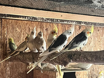 loňské korely - různé barvy - 3