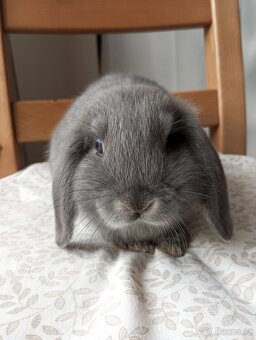 Zakrslý beránek králíček - 3