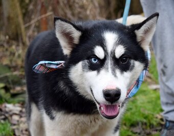 TAMINO K ADOPCI - SKORO ROČNÍ, S DVOUBAREVNÝMA KUKADLAMA - 3