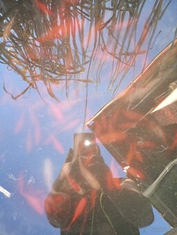 Koi kapr - 3