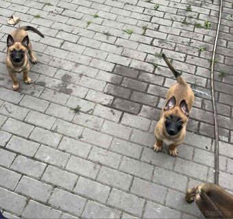 Belgický ovčák malinois - 3