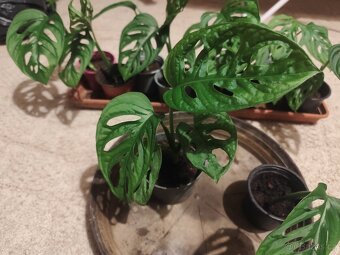 Monstera adansonii - 3