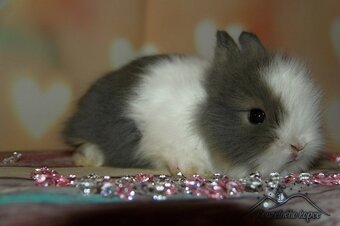 Zakrslí králíčci Teddy s VP (Vánoční miminka)-doprava po ČR - 3