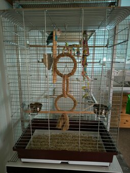 Agapornis Fischerův plus klec - 3