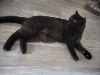 Britská čokoládová kočka - 3