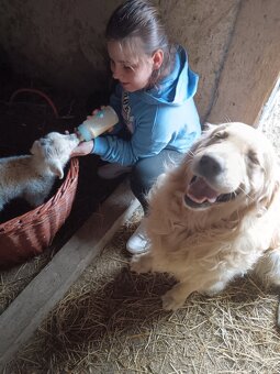 Zlatý retrívr fenka je v rezervaci - 3