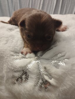 Čivava dlouhosrstá - 3