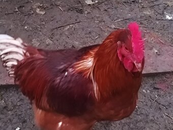Chovní kohouti - 3