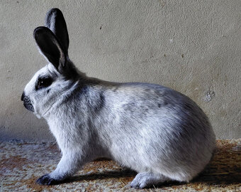 STŘÍBŘITÝ FRANCOUZSKÝ FS - 3