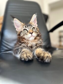 mainska mývalí s pp - 3