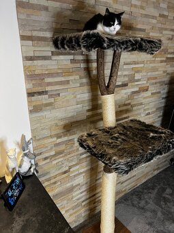 Kočičí stromy - 3