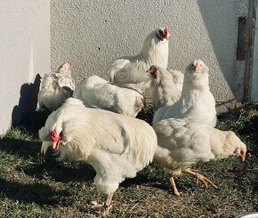 Araucana kurčatá- nasadove vajíčka - 3