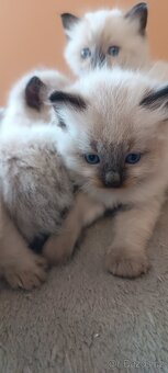 Ragdoll kotatka - 3