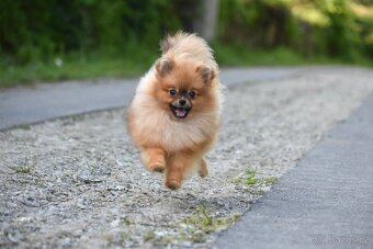 Pomeranian s PP - 3