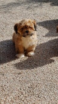 Prodám štěňátka Lhasa Apso - 3