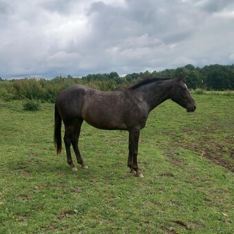Tříletá klisna Appaloosa - 3