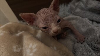 Prodám koťátka sphynx - 3