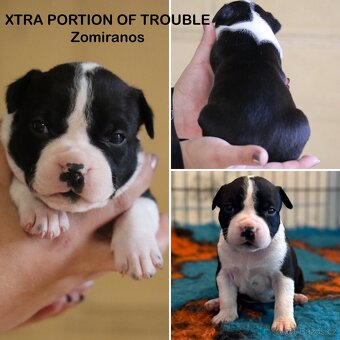 Americký stafordšírský teriér s PP - 3