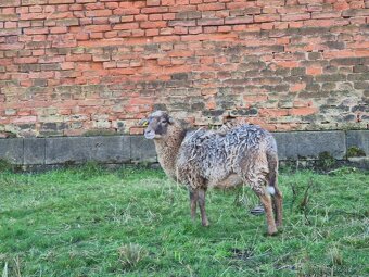 Letošní jehnice - 3