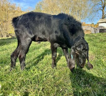 Anglonubijský kozel - 3