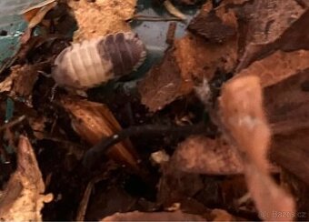 Cibaris sp. “Panda King” - 3